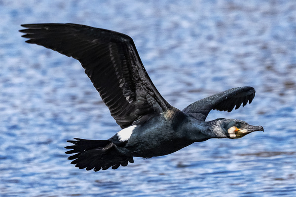 kormoran vf K0012750.jpg