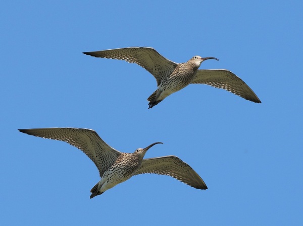 Brachvogelpaar
