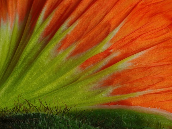 Mohnblüte von außen