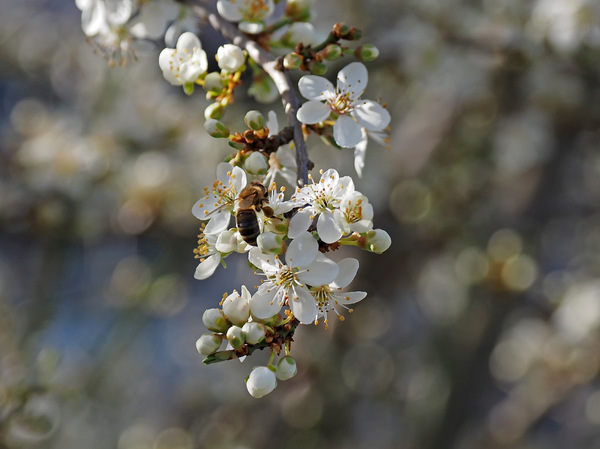 Bienenparadies