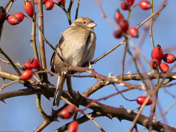 Spatz ...