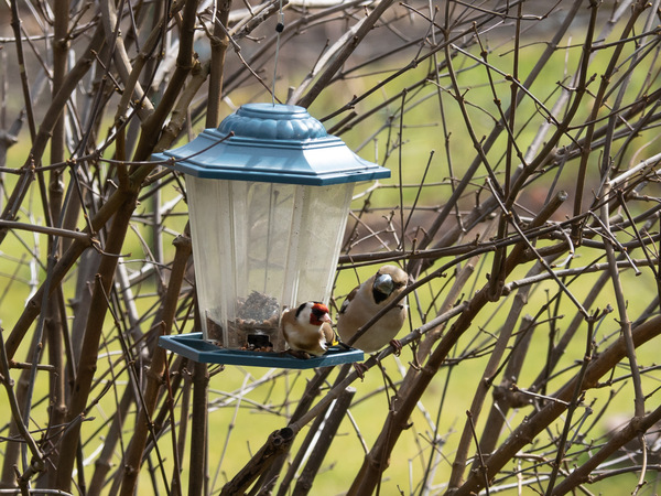 Was willst du denn hier?