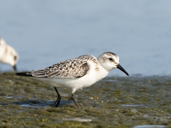 Sanderling an der Ostsee