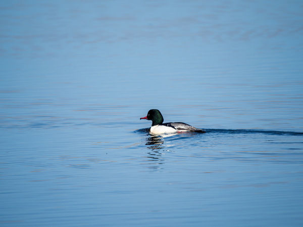 Gänsesäger männl.