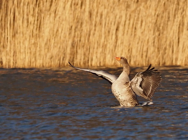Gans vor dem Abflug...