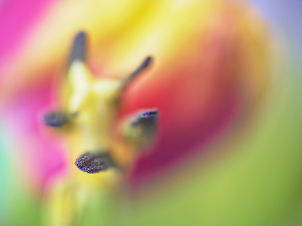 tulpenmakrospielerei.....jpg
