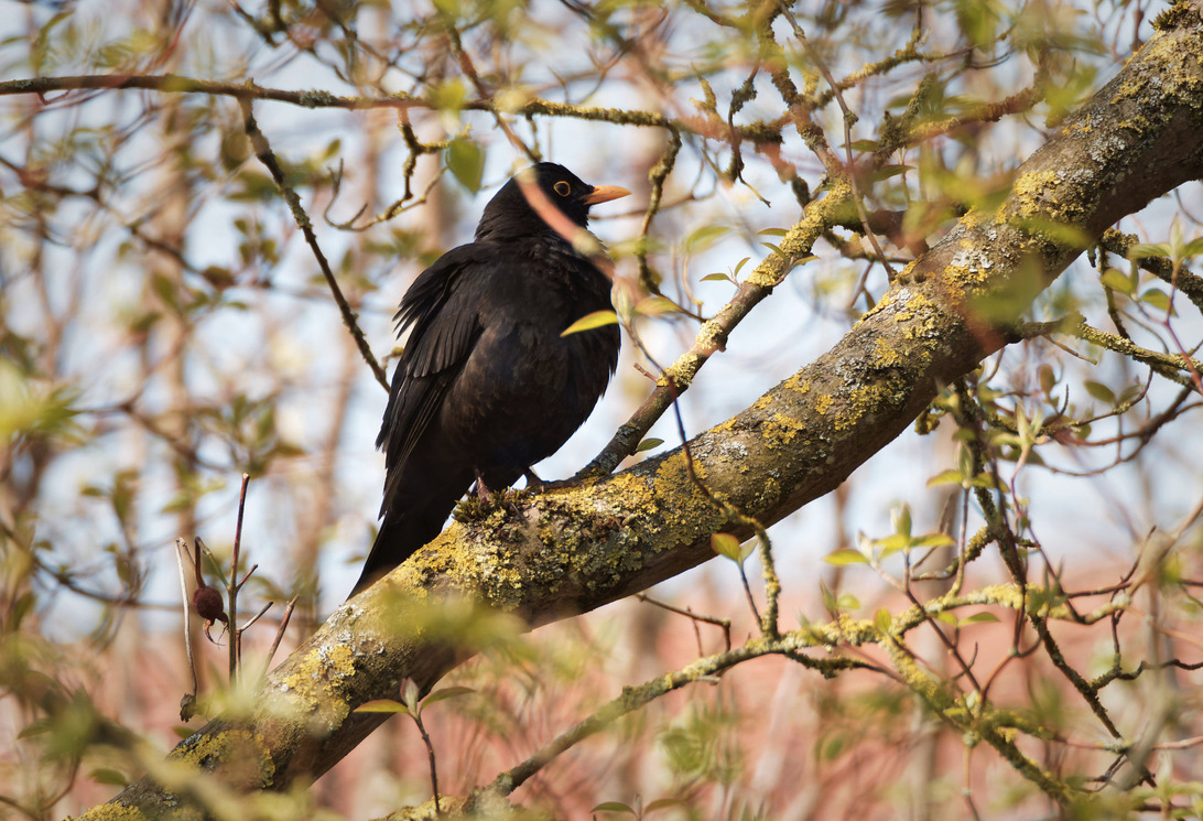 Amsel.thumb.jpg.bd1fd256b0b02f9006a02cd3de0b23a1.jpg