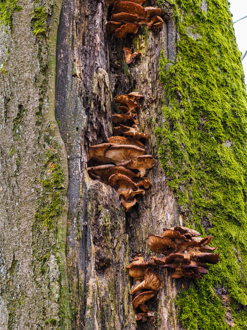 Baumpilze.jpg