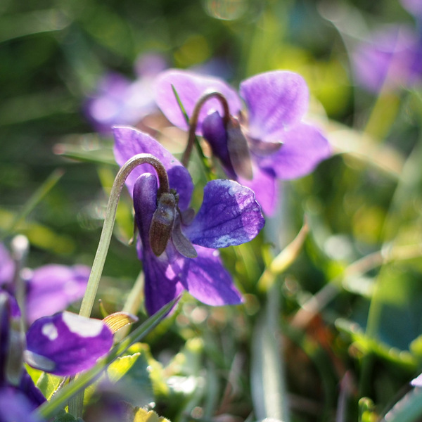 Viola