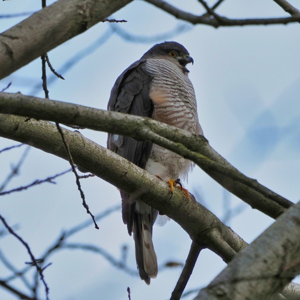 2-Diekmoor Sperber oder Habicht?