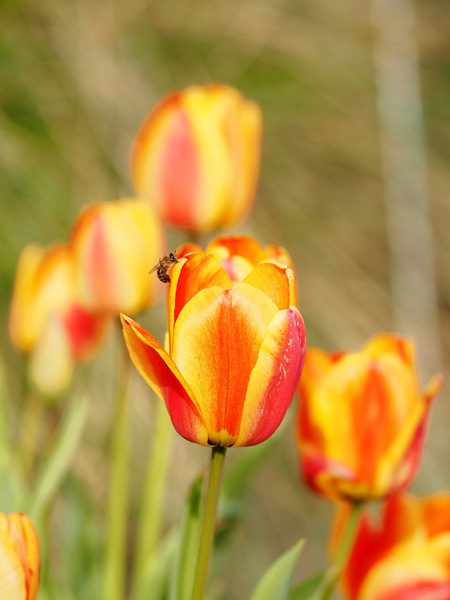 Mit dem Samyang 135/2 in den Frühling No. 3