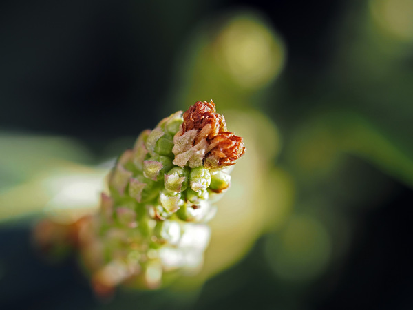 Knospe