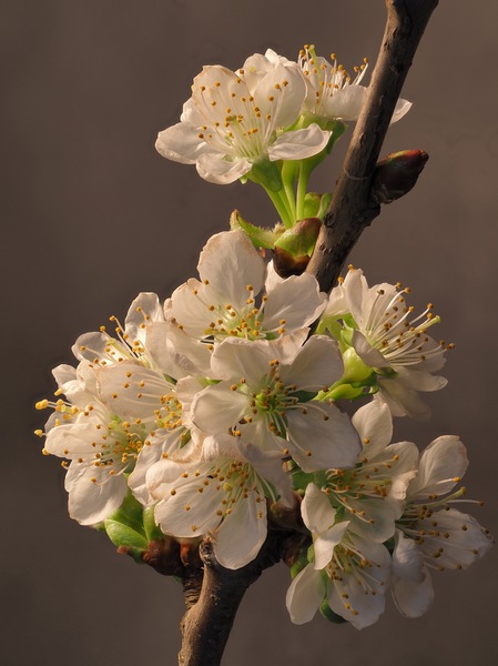 Aus dem Osterstrauch