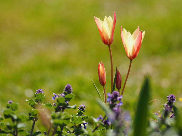 Tulipa clusiana cynthia 'Damentulpe'