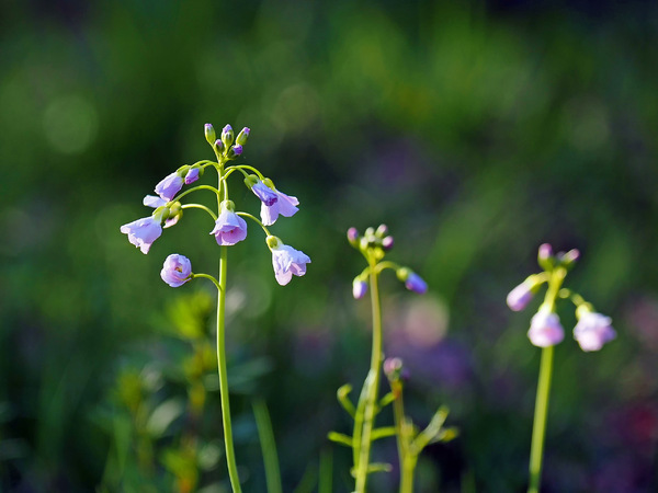 Wiesenschaumkraut
