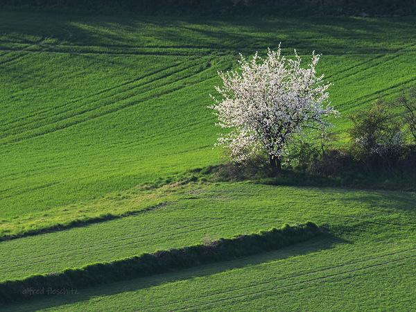Landschaft Frühling 2021 005