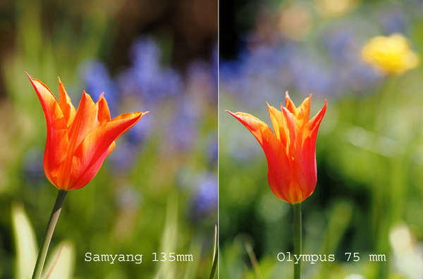 Vergleich Samyang 135/2 vs. Olympus 75/1.8