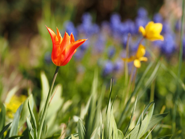 Tulipa ballerina, mit Tulipa sylvestris 'Weinbergstulpe' rechts im Hintergrund