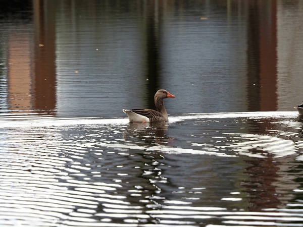 Gans