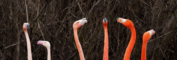 Flamingos