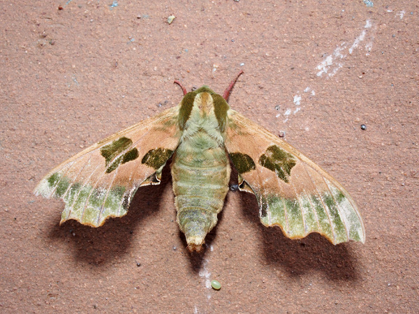LiSchw1