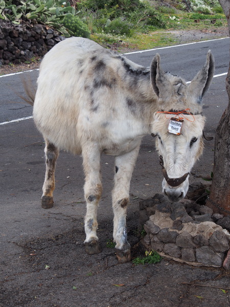 Donkey food P2280228