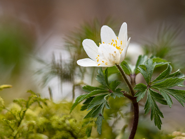 Anemone II