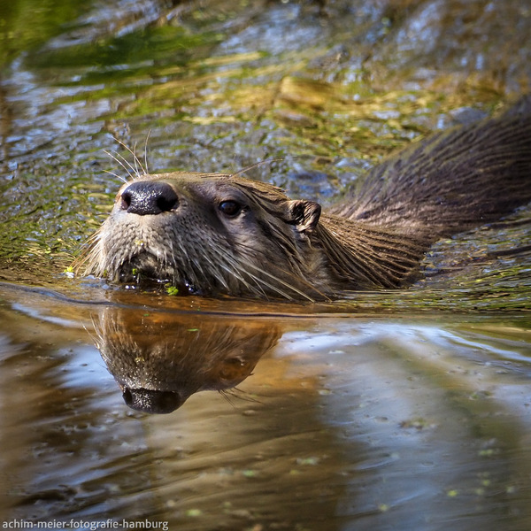 Otternasen...