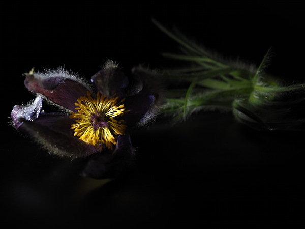 Küchenschelle - aus dem Garten