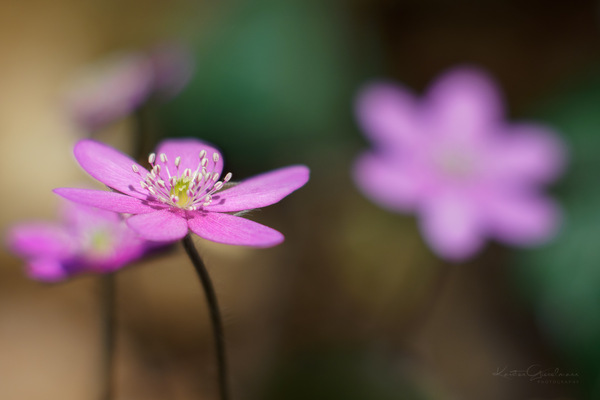 Anders als die anderen (2)