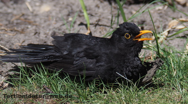 amsel.JPG