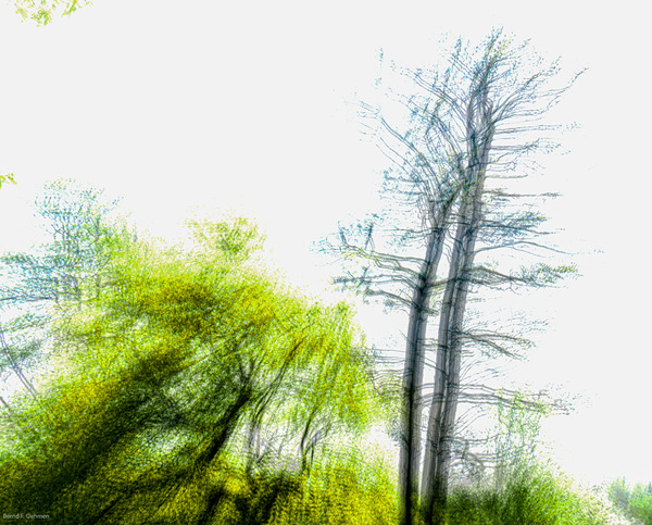 x-bfo-170410PENF5115.jpg