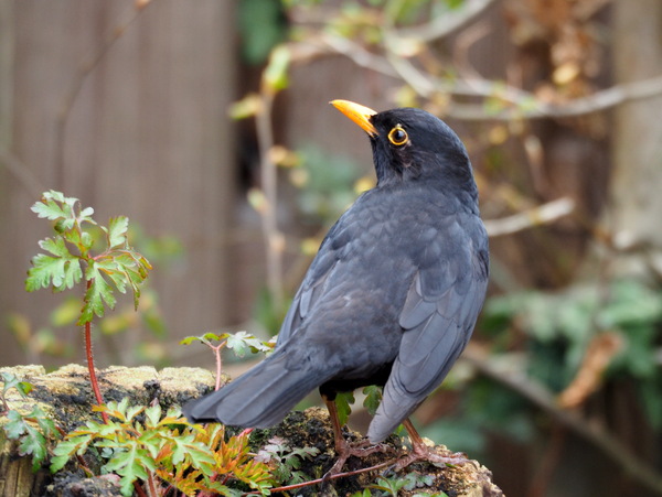 Amsel