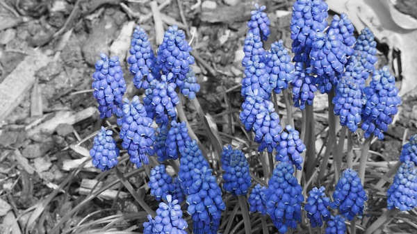 Blau