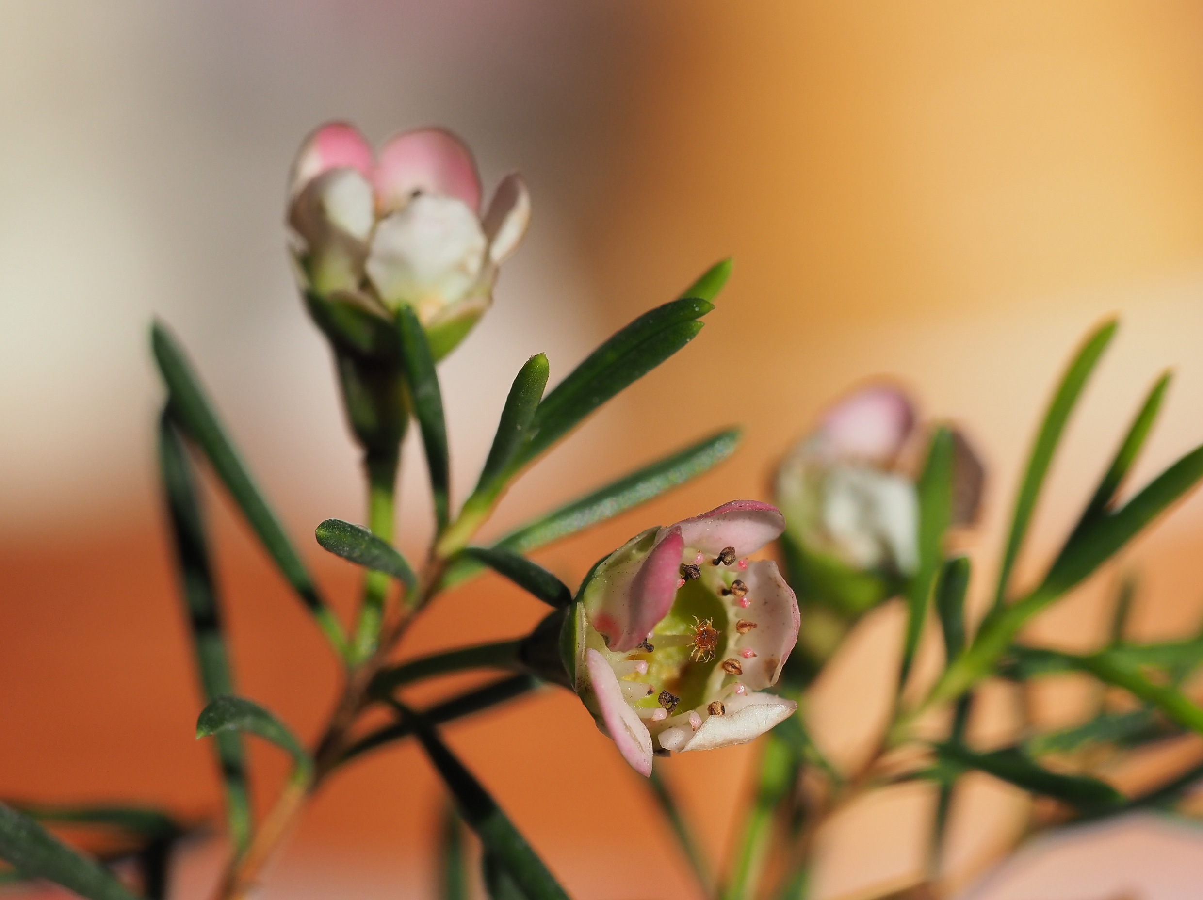 Erica arborescens Erica arborescens
