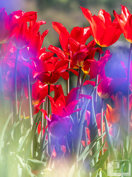 Tulpen