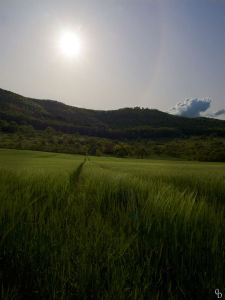 Gegenlicht