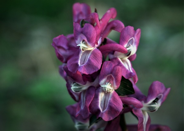 Orchidee 01.jpg
