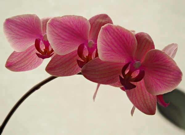 Phalaenopsis 1