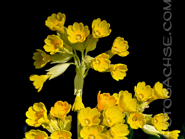 Simply Yellow