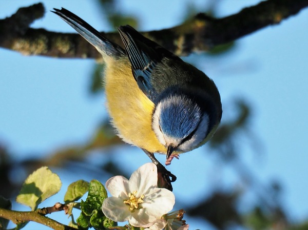 Blaumeisenfrühstück