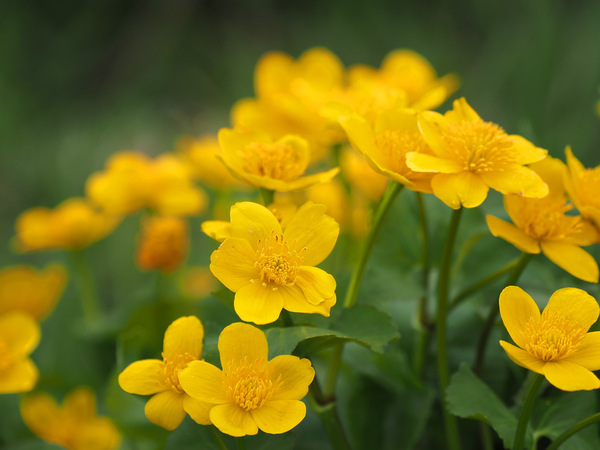 Sumpfdotterblume