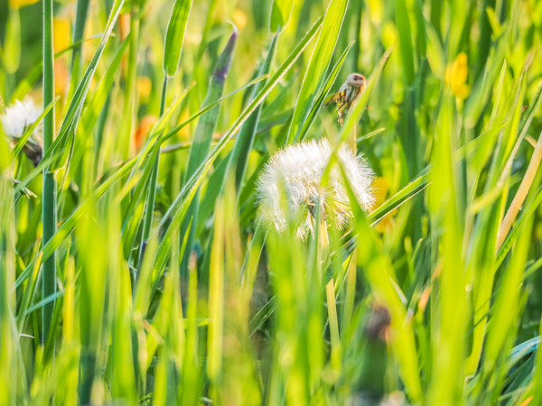 Pusteblume (2).jpg