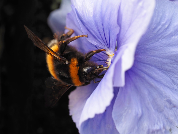 Hummel