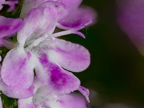 Bohnenkrautblüte