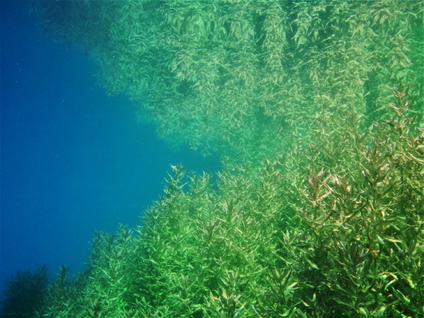 Spiegelung im See