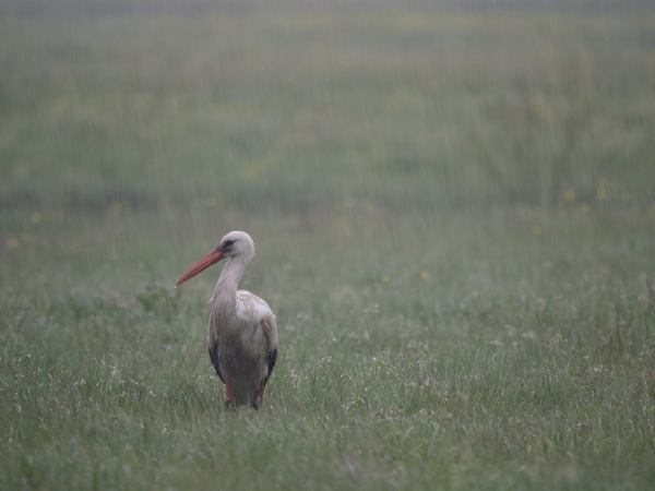 Storch im Regen
