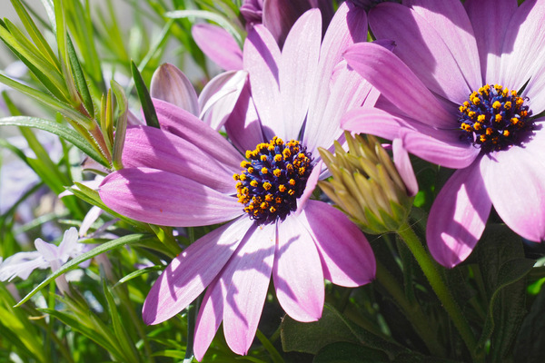 Im Blumenkasten