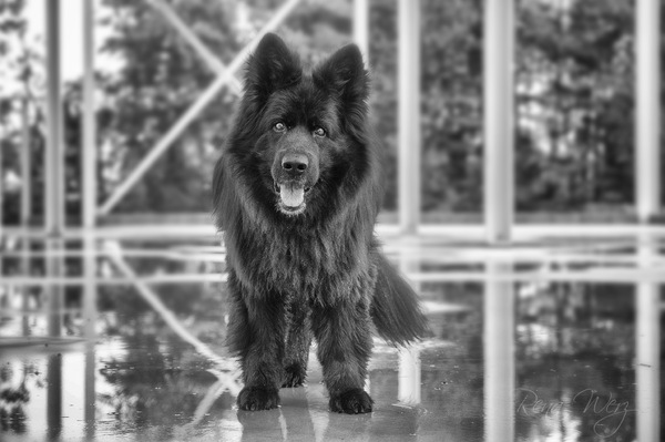 schwarz in schwarzweiß