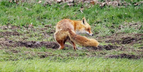 Fuchs (P4020307)